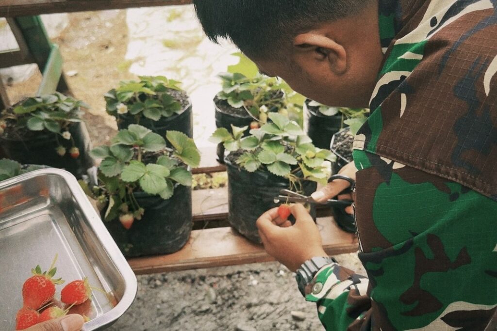 Satgas Yonif 509 Kostrad Budidayakan Stroberi di Intan Jaya, Siap Bagikan Bibit kepada Masyarakat  Intan Jaya, Papua – Dalam upaya memberdayakan masyarakat dan mendorong ketahanan pangan lokal, Satgas Yonif 509 Kostrad memulai program budidaya stroberi di wilayah penugasan mereka. Program ini tidak hanya bertujuan untuk memperkenalkan potensi pertanian baru di Intan Jaya, tetapi juga menjadi langkah konkret dalam meningkatkan perekonomian masyarakat setempat. Jumat (20/12/2024)  Kegiatan budidaya stroberi ini dipusatkan di halaman Pos Satgas yang memiliki lahan subur dan cocok untuk percobaan penanaman. Proses awal melibatkan persiapan lahan, penanaman bibit stroberi, hingga pemantauan pertumbuhan tanaman dengan teknik pertanian sederhana.  Pasilog Satgas Yonif 509 Kostrad, Lettu Inf Indra Dasilva, menjelaskan bahwa inisiatif ini berangkat dari potensi tanah di Intan Jaya yang subur dan iklim yang mendukung untuk tanaman hortikultura seperti stroberi.  “Kami ingin memanfaatkan potensi alam di Intan Jaya untuk mengenalkan budidaya stroberi. Jika berhasil, hasil panen ini akan menjadi bukti bahwa masyarakat juga dapat mengembangkannya untuk meningkatkan pendapatan keluarga,” ujar Pasiloy Satgas.  Saat ini, tanaman stroberi yang dibudidayakan oleh Satgas sudah menunjukkan pertumbuhan yang baik. Jika berhasil hingga tahap panen, Satgas Yonif 509 Kostrad berencana membagikan bibit stroberi kepada masyarakat, khususnya para petani, sebagai bentuk dukungan untuk diversifikasi pertanian di wilayah tersebut.