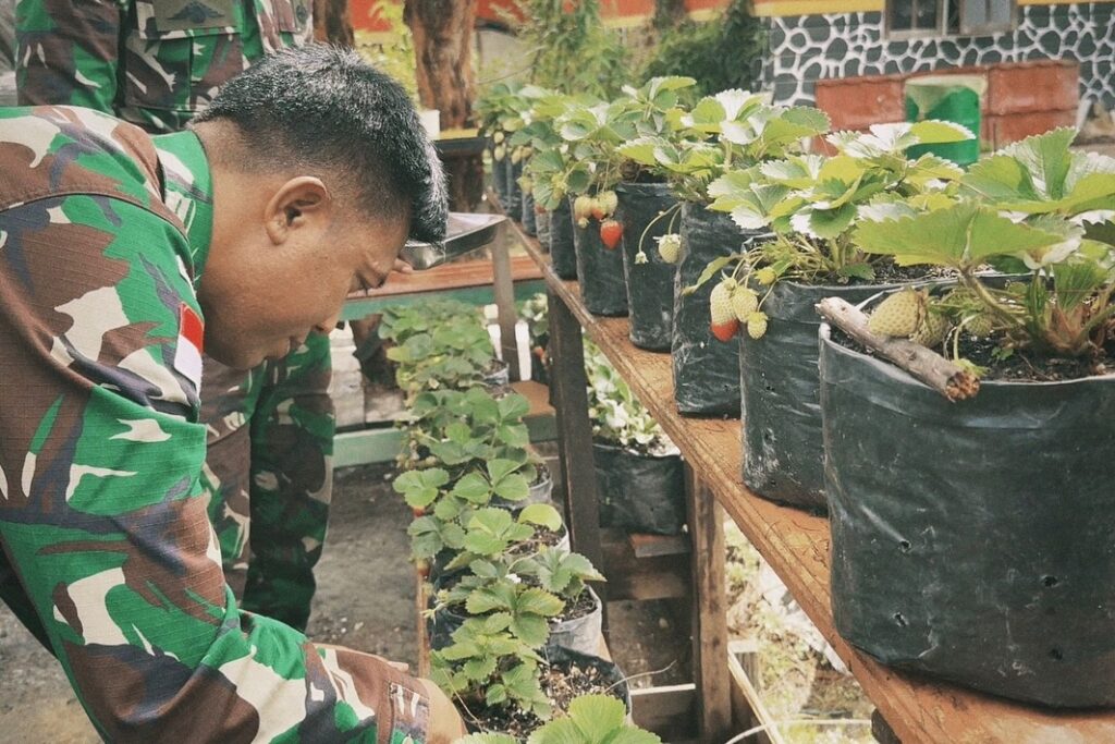 Satgas Yonif 509 Kostrad Budidayakan Stroberi di Intan Jaya, Siap Bagikan Bibit kepada Masyaraka (4)